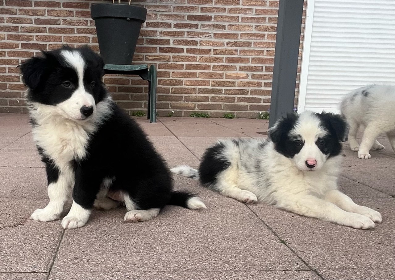 Border collie puppy’s