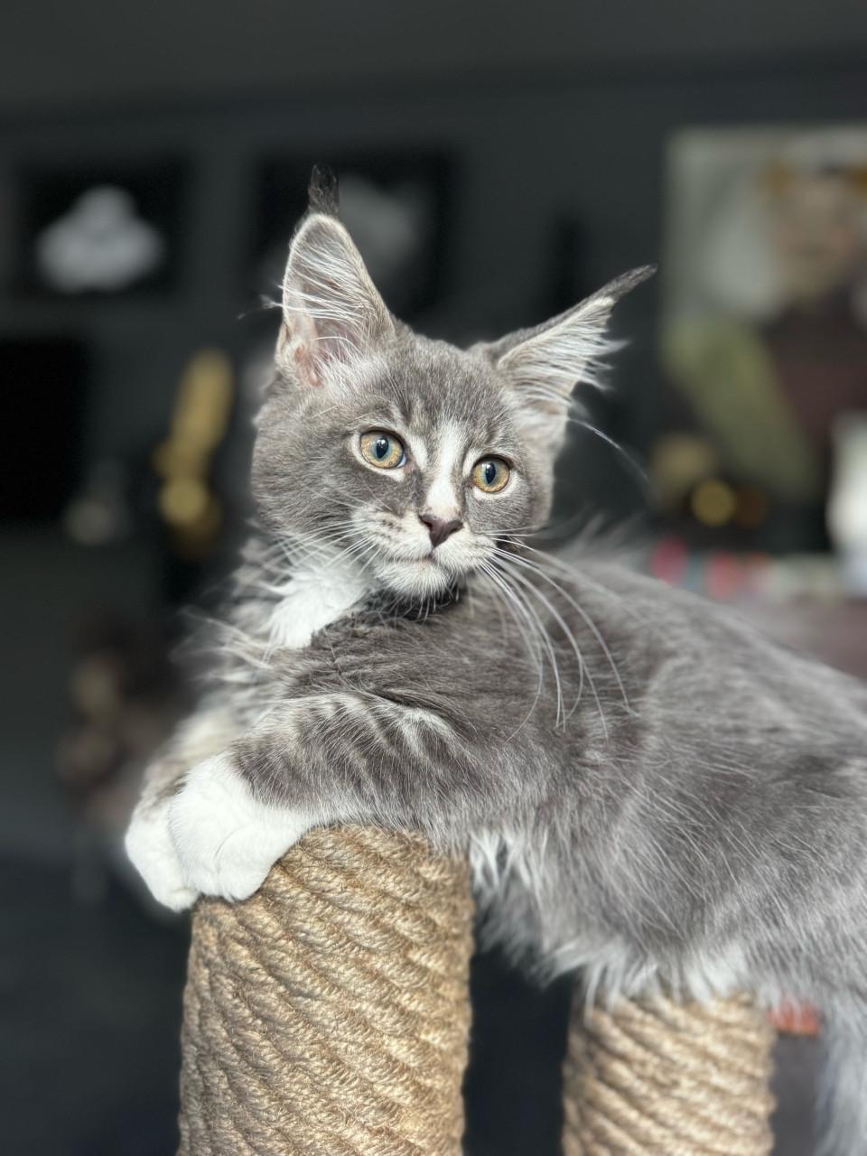 5 maine coon kittens mogen vanaf 12 sept weg.