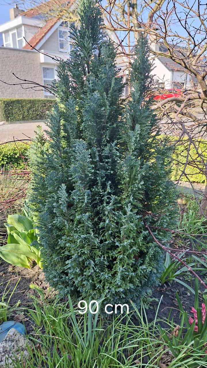 Te koop 4 coniferen