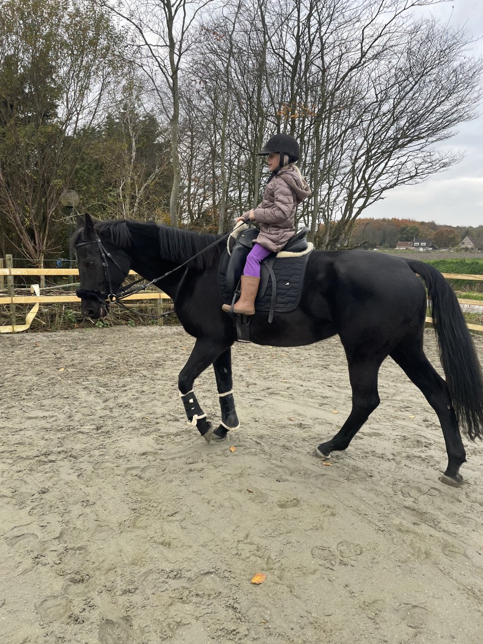 Te koop zwarte 10 jarige KWPN merrie