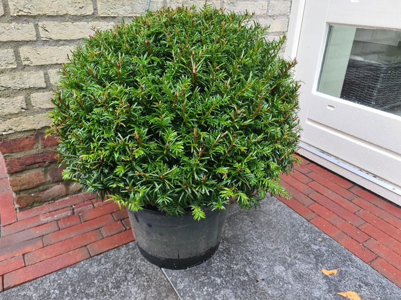 Schitterende taxusbollen in alle maten