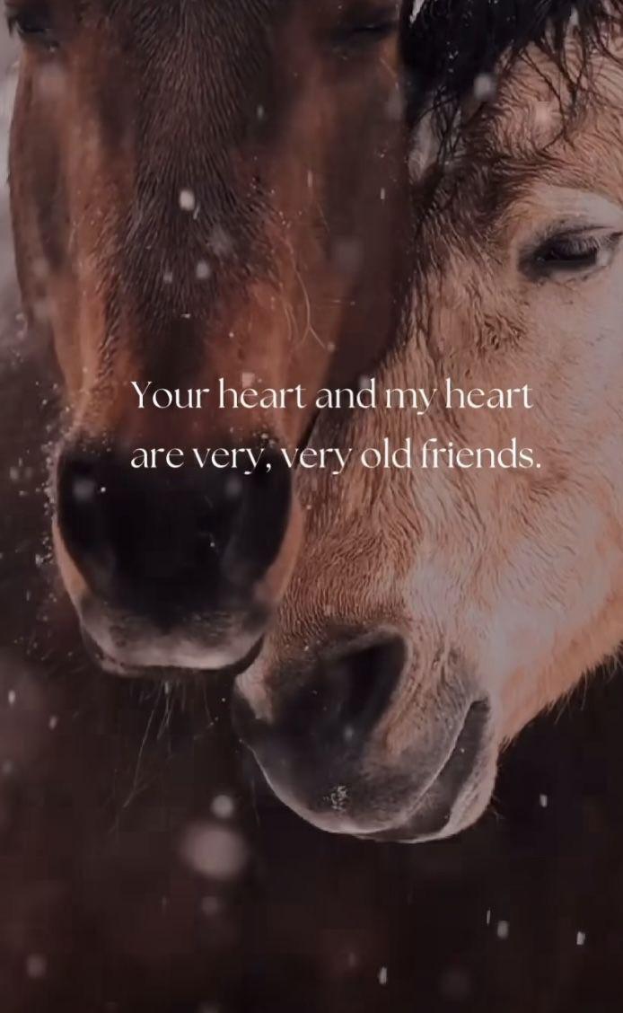 #Equi Pride# gedrag, grondwerk, rijden, Naturel Horsemanship, etc.