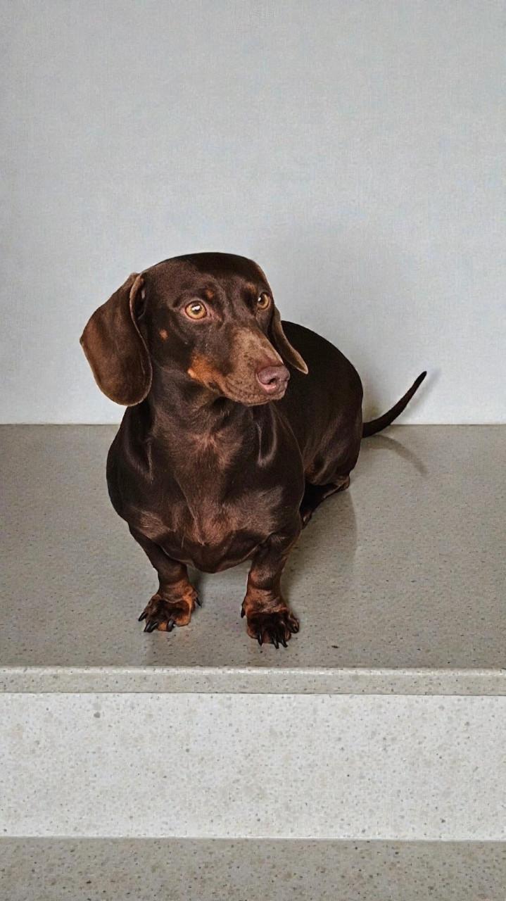 Zéér lief choco tan teckel teefje