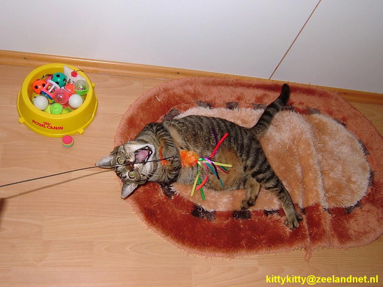 Kattenhotel Kitty Kitty, in Axel