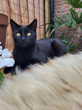 Katten