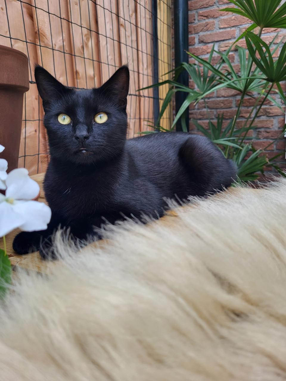 Katten