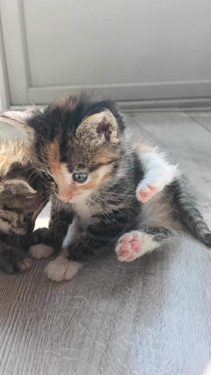 Nog twee sociale Kitten poesjes
