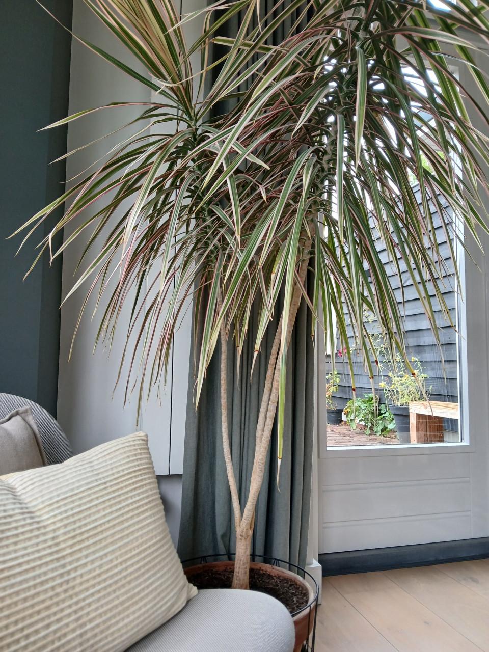 Grote kamerplant Drakenbloedboom - 185 cm
