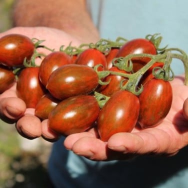 TOMATEN PLANTEN EN SIERTUIN PLANTEN BIJ DE VOORDEUR + bomen
