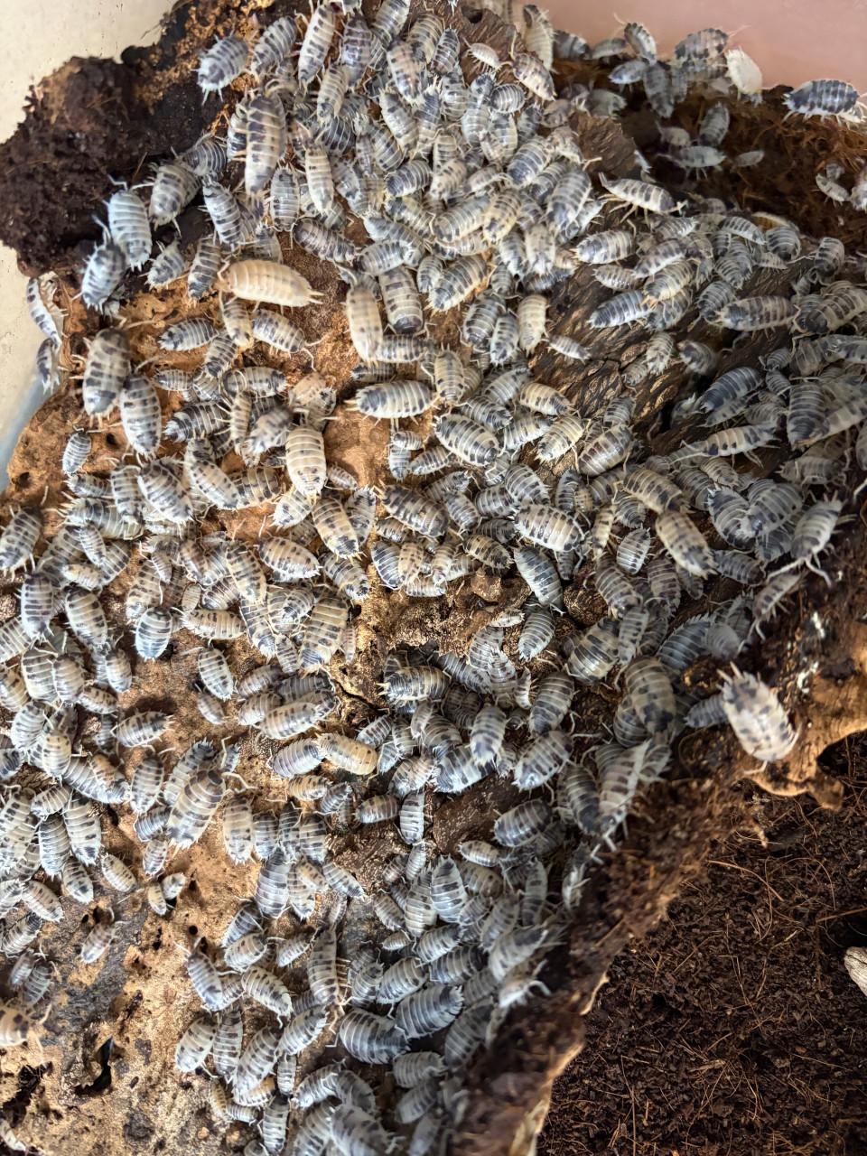 Isopods dairy cows