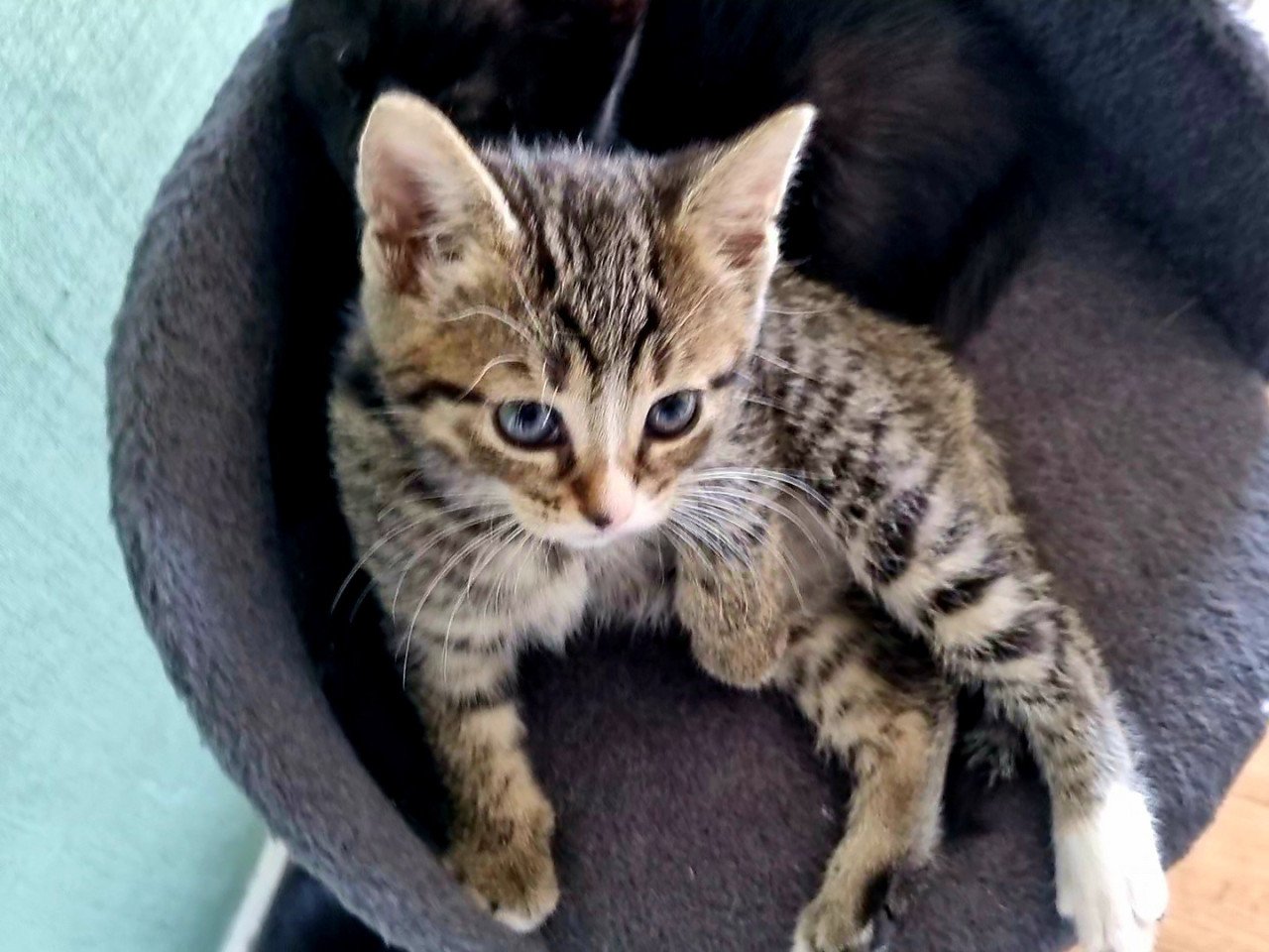 Zie jij die lieve tijger in mij (kitten)