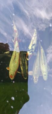 Diverse grote Kois en 1 grote diamant steur