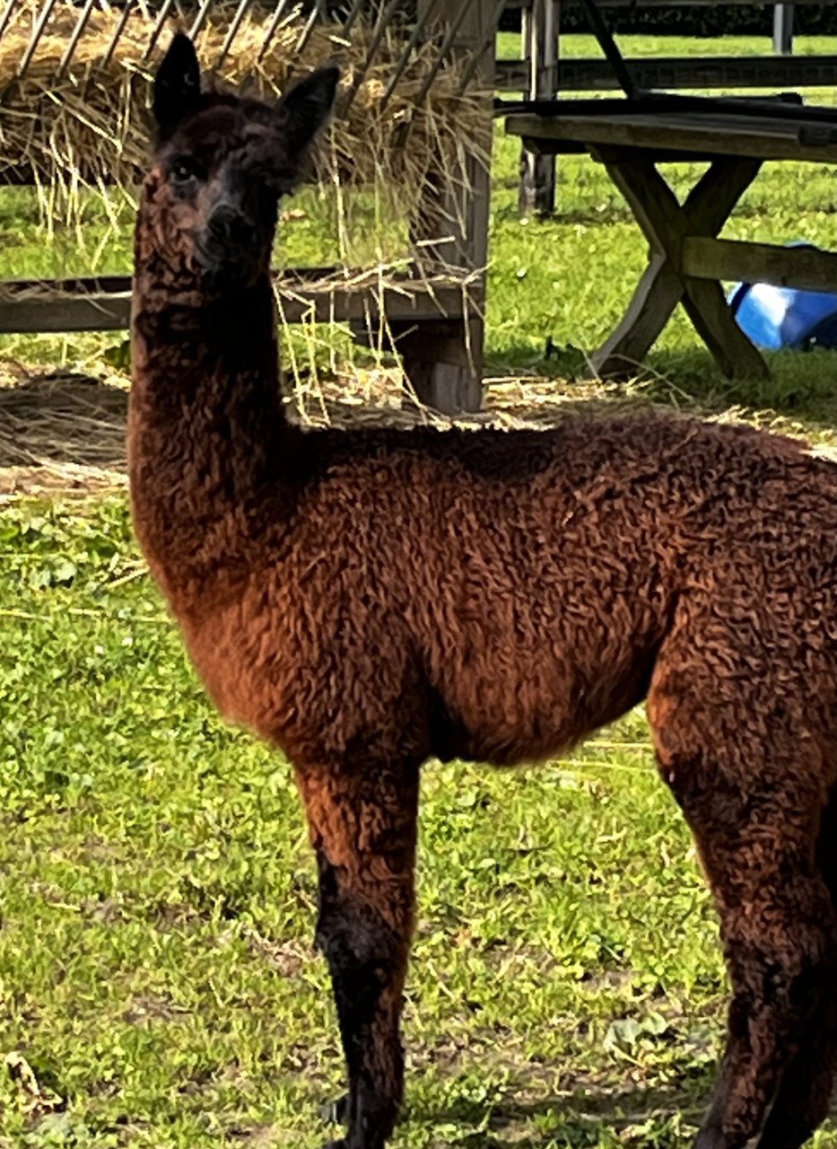 Alpaca hengstje