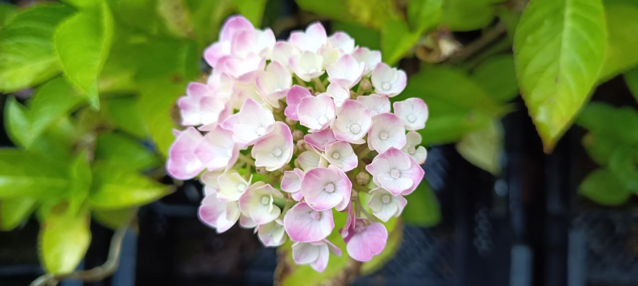 Diverse soorten Hortensia’s in pot, staan nu prachtig in bloei !