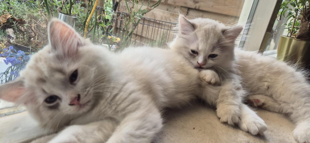 2 ragdoll kittens