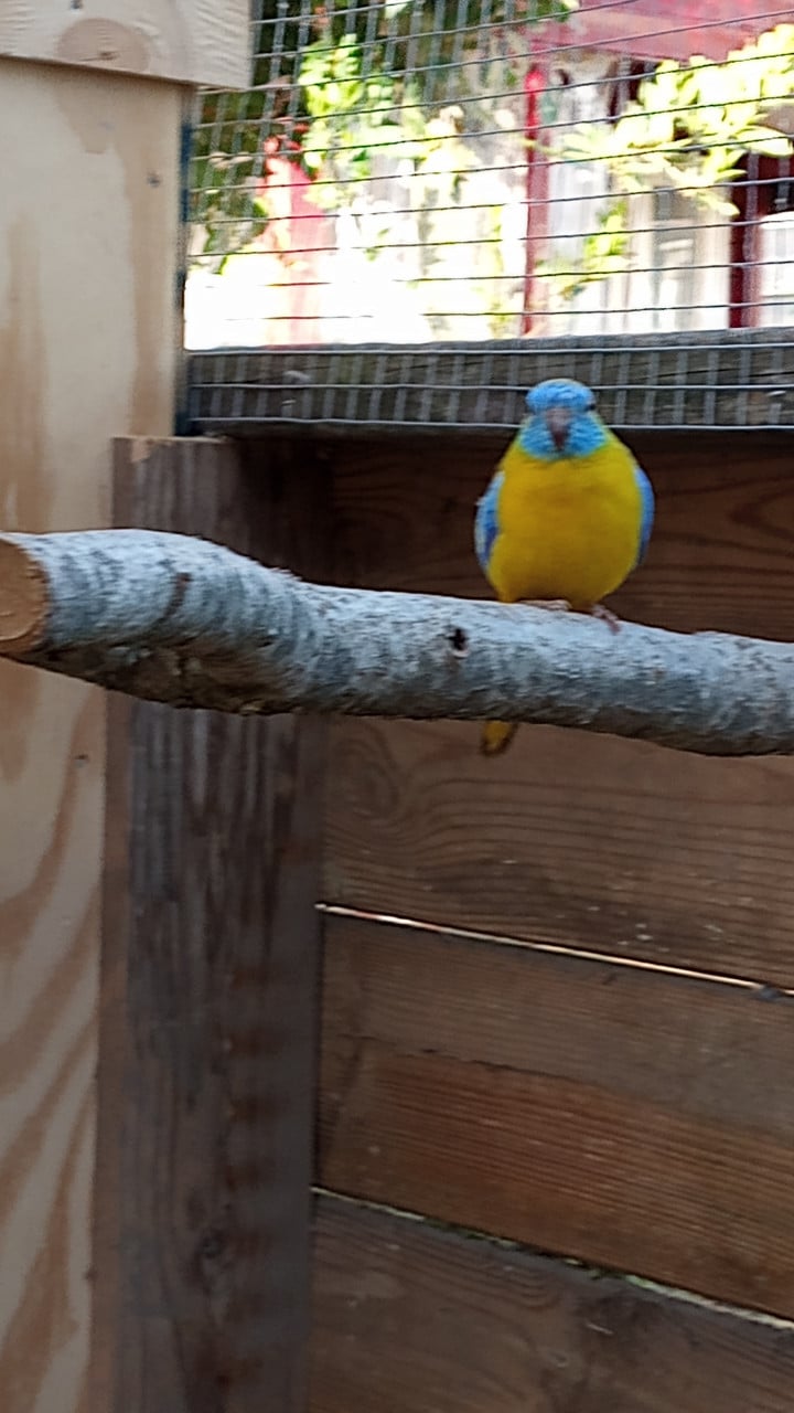 Turquoisine parkieten 1-1