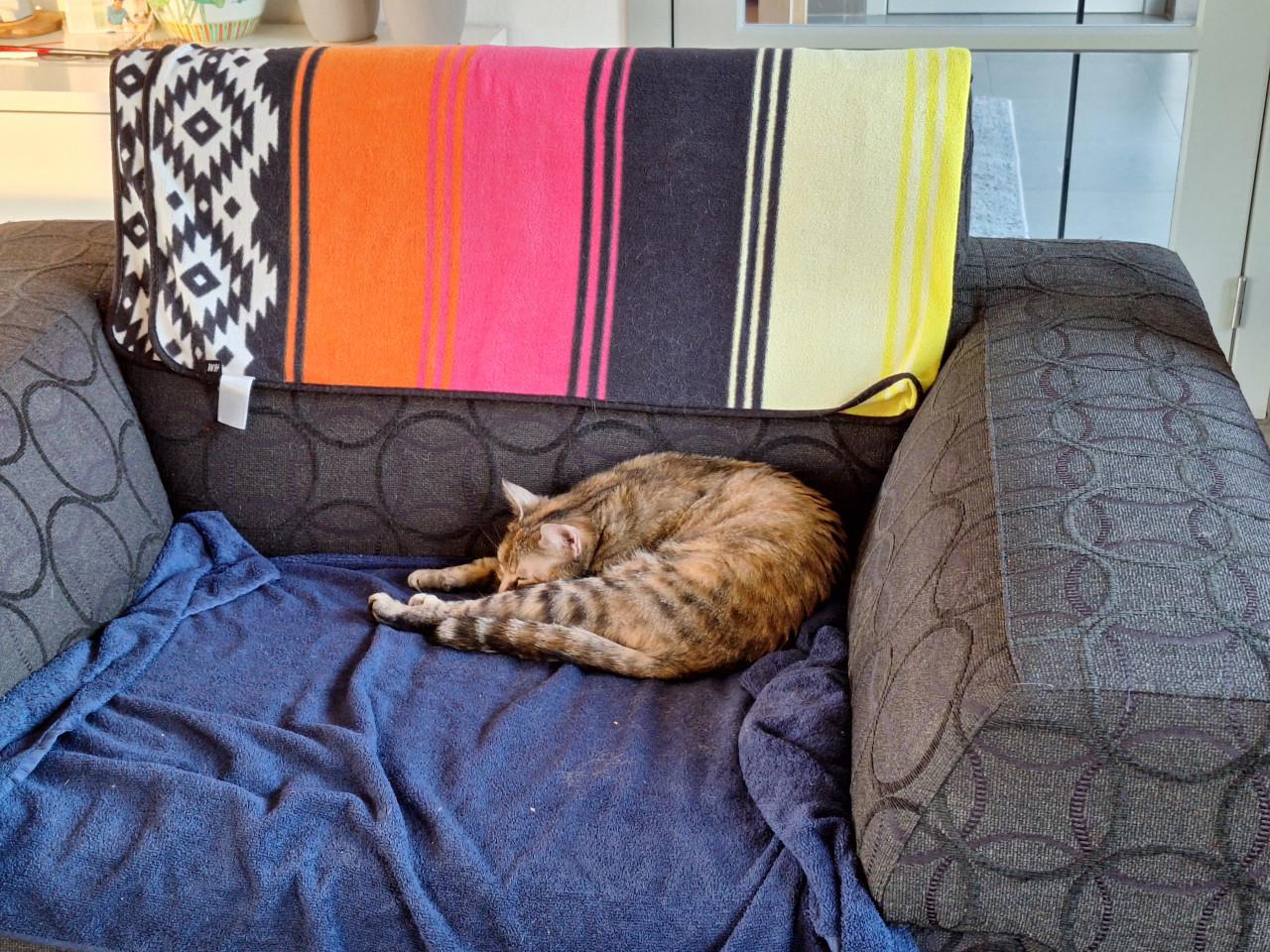 Goed thuis gezocht voor Loesje