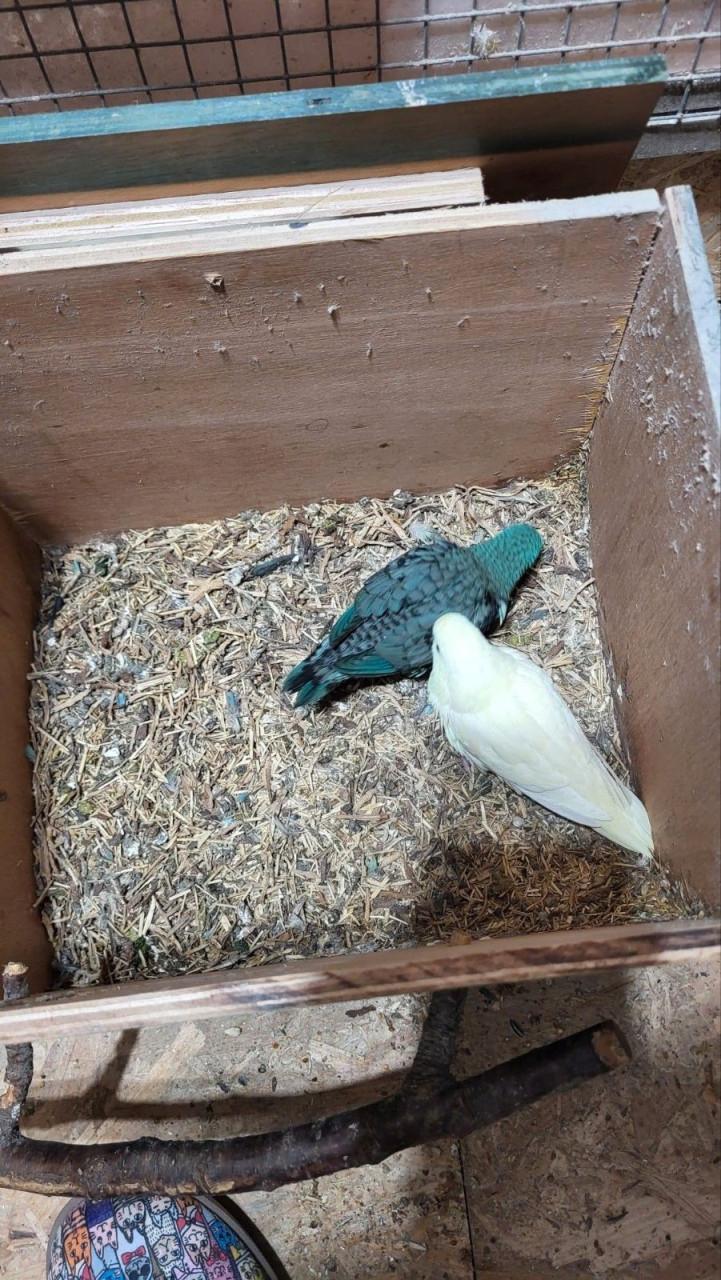 Catarina parkieten met kooi