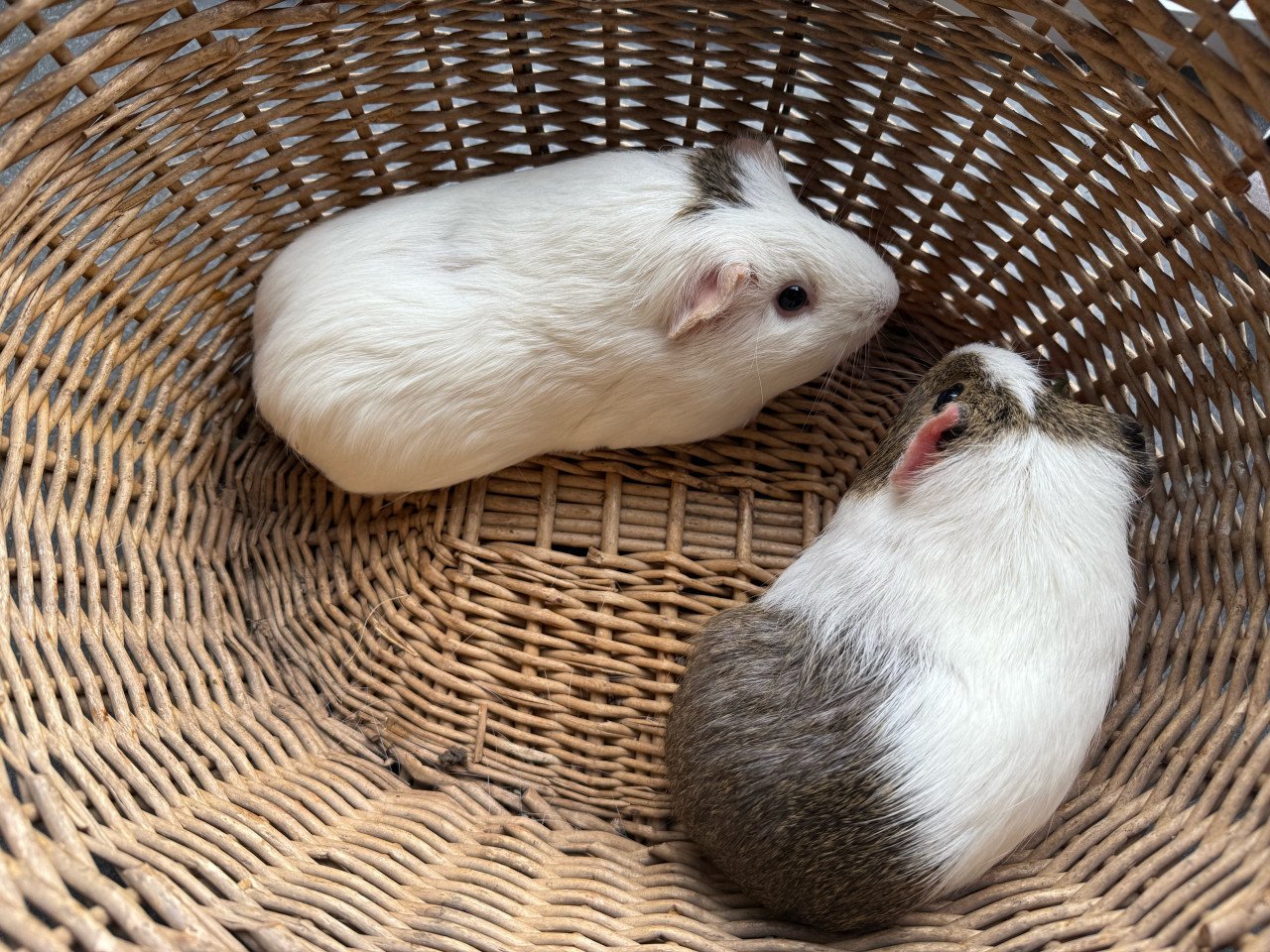 2 vrouwtjes cavia’s