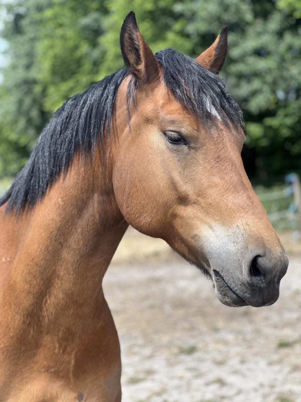 8 jarige e pony merrie