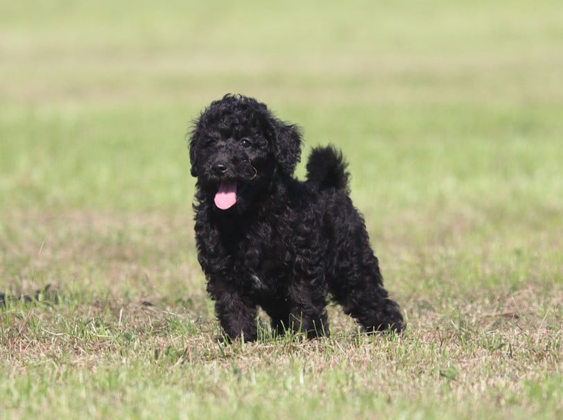 Matipoo-doodle