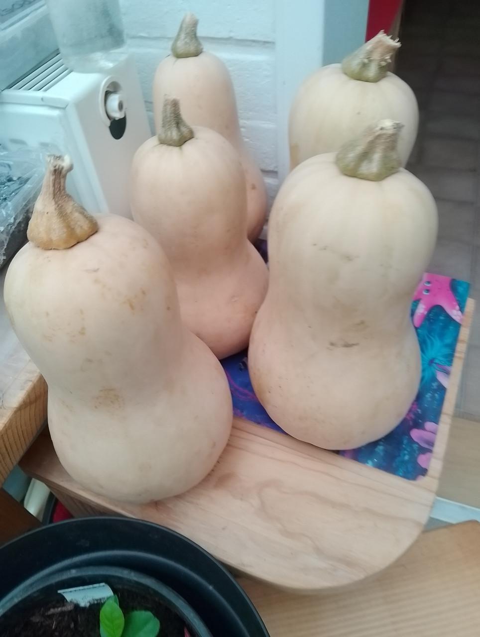 GRATIS!!! 2 elektrsche onderdekens in doos-niet gebruikt en Flespompoenen