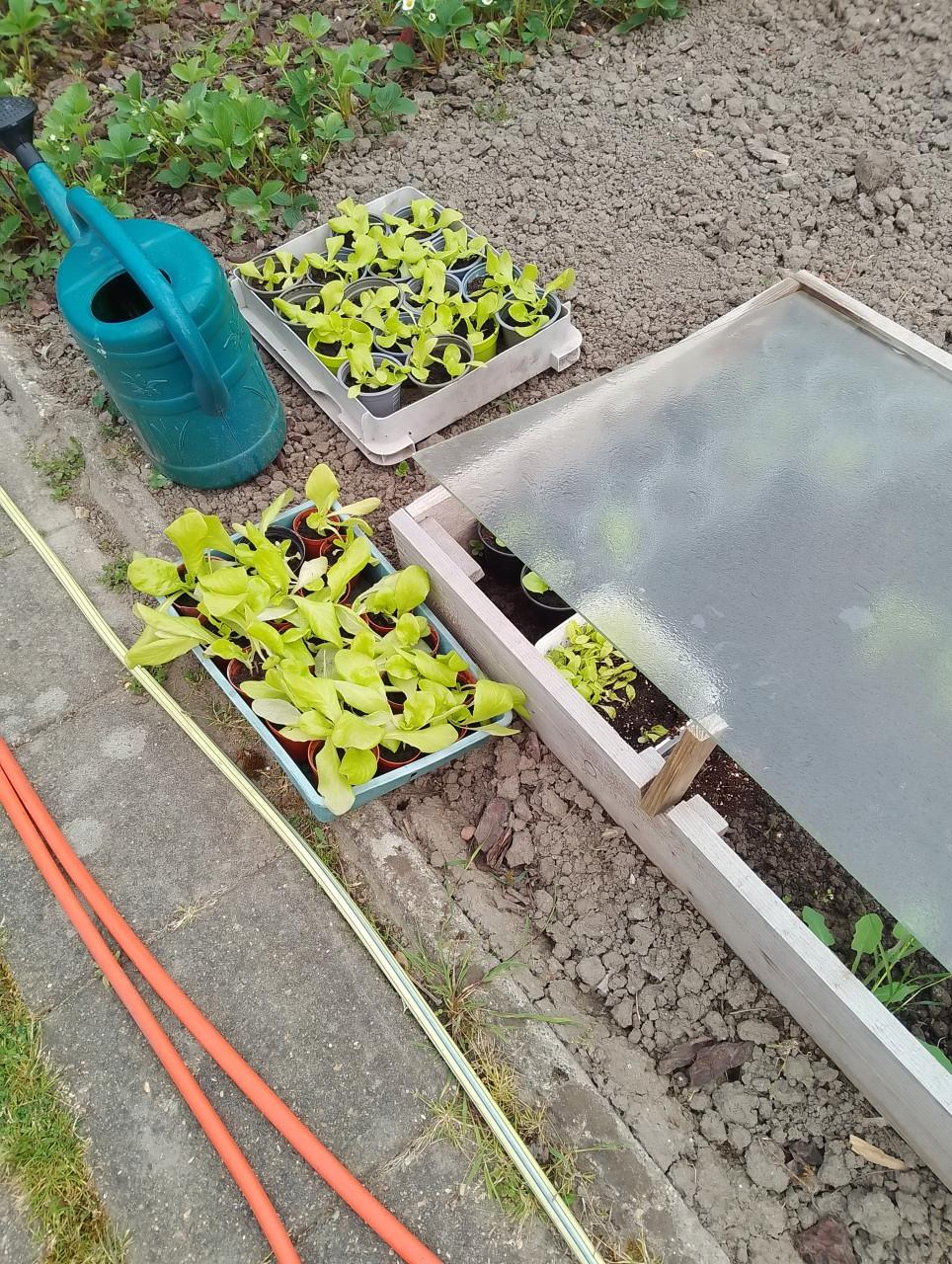 Nog enkele tomatenplantjes en slaplantjes