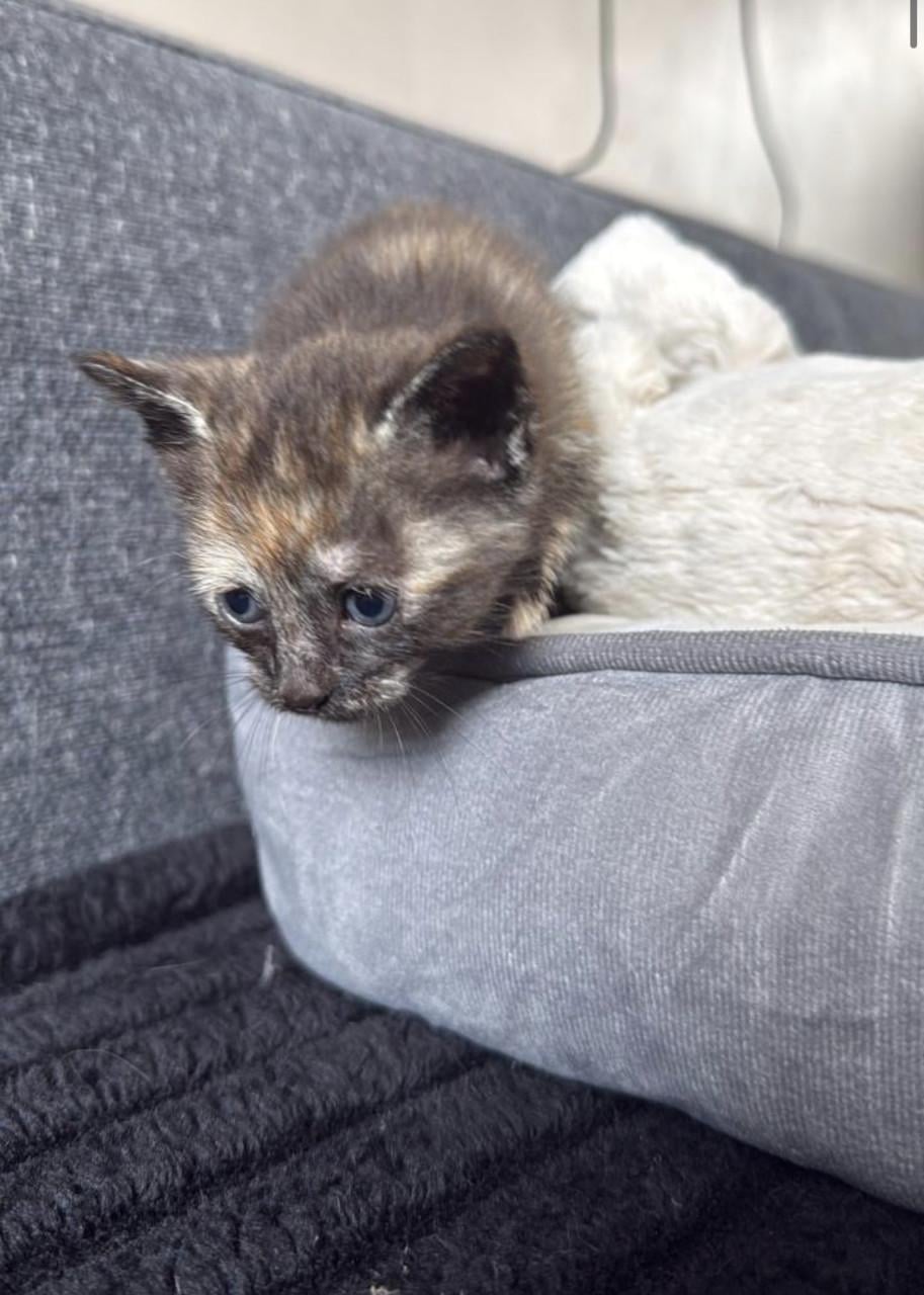 2 kittens