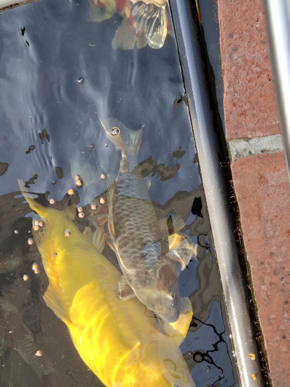KOI KARPERS