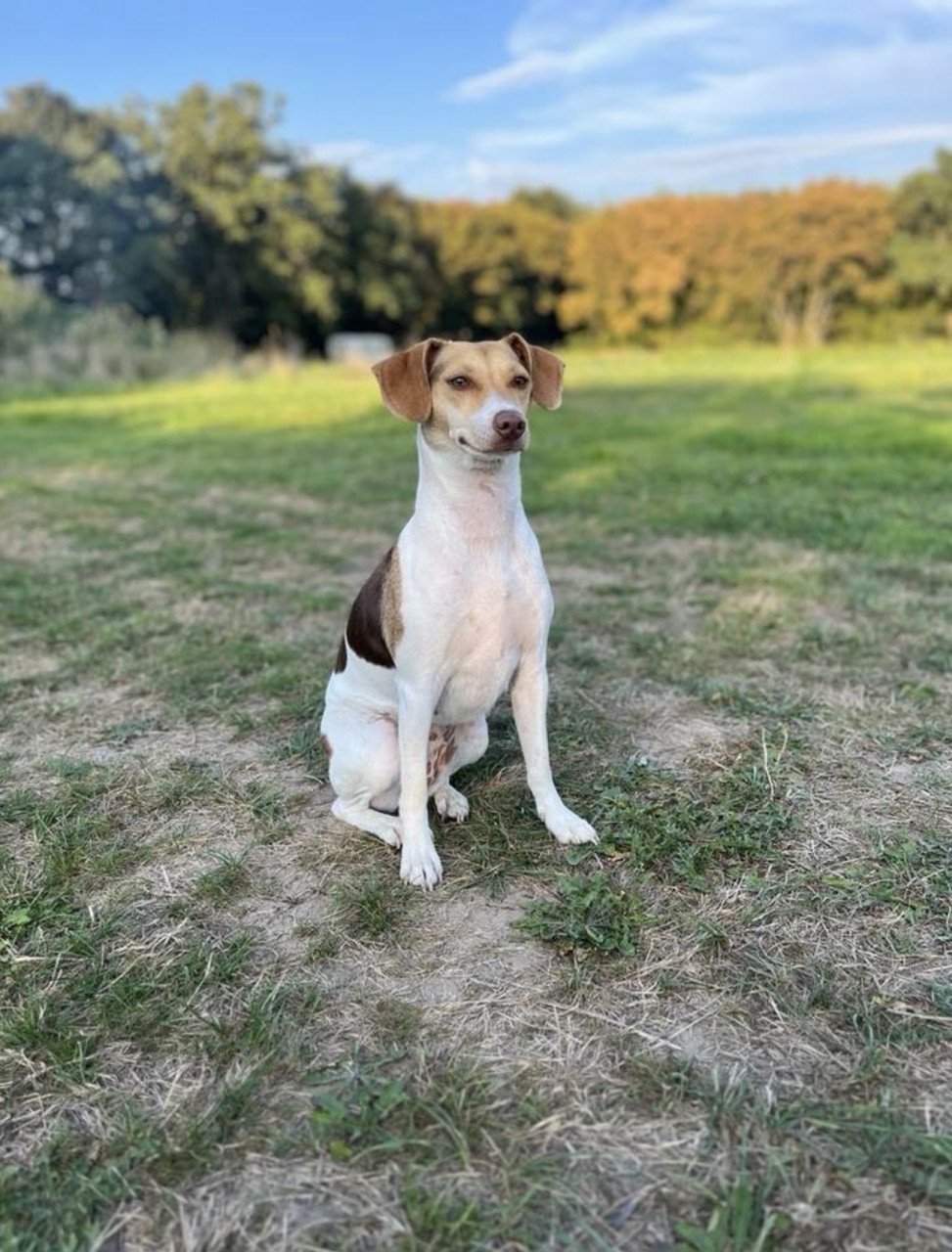 Prachtige Boerenfox pup