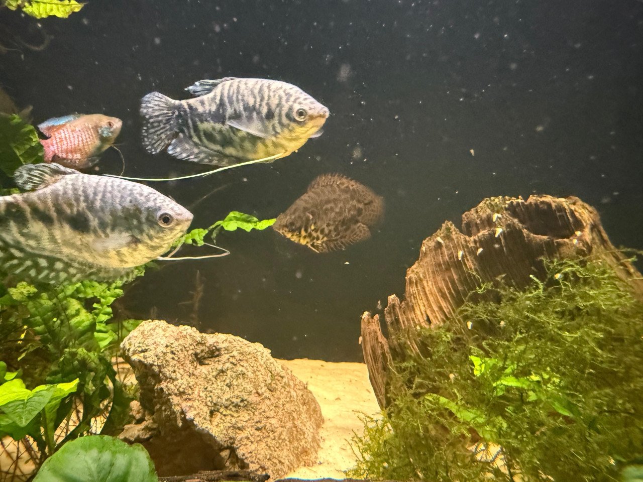 Aquarium 450 liter met vissen
