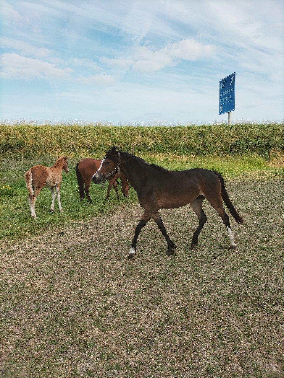 3 jarige Welsh merrie