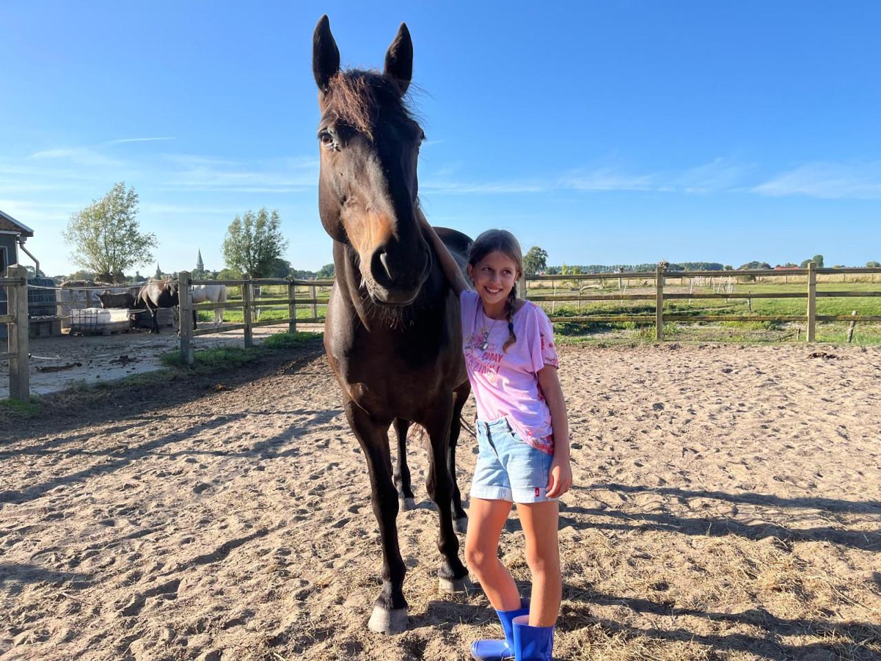 Irish Hunter/Irish Sporthorse ruin te koop