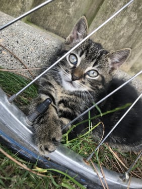 Kittens zoeken gouden mandje!