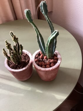 Cactussen
