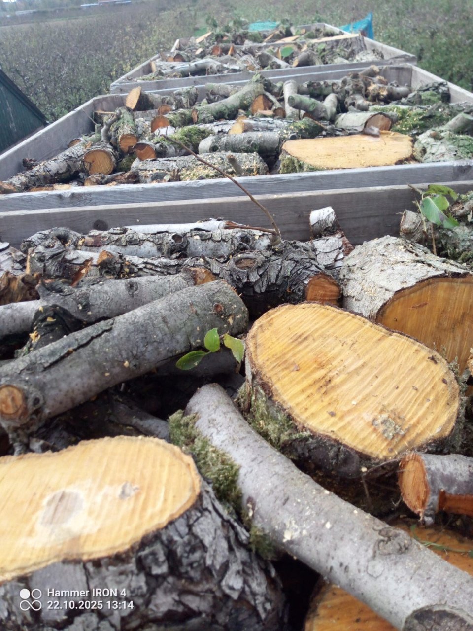 Open haardhout peren pas gerooid