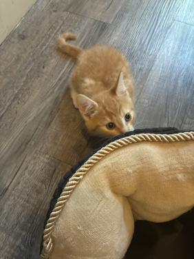 Kittens