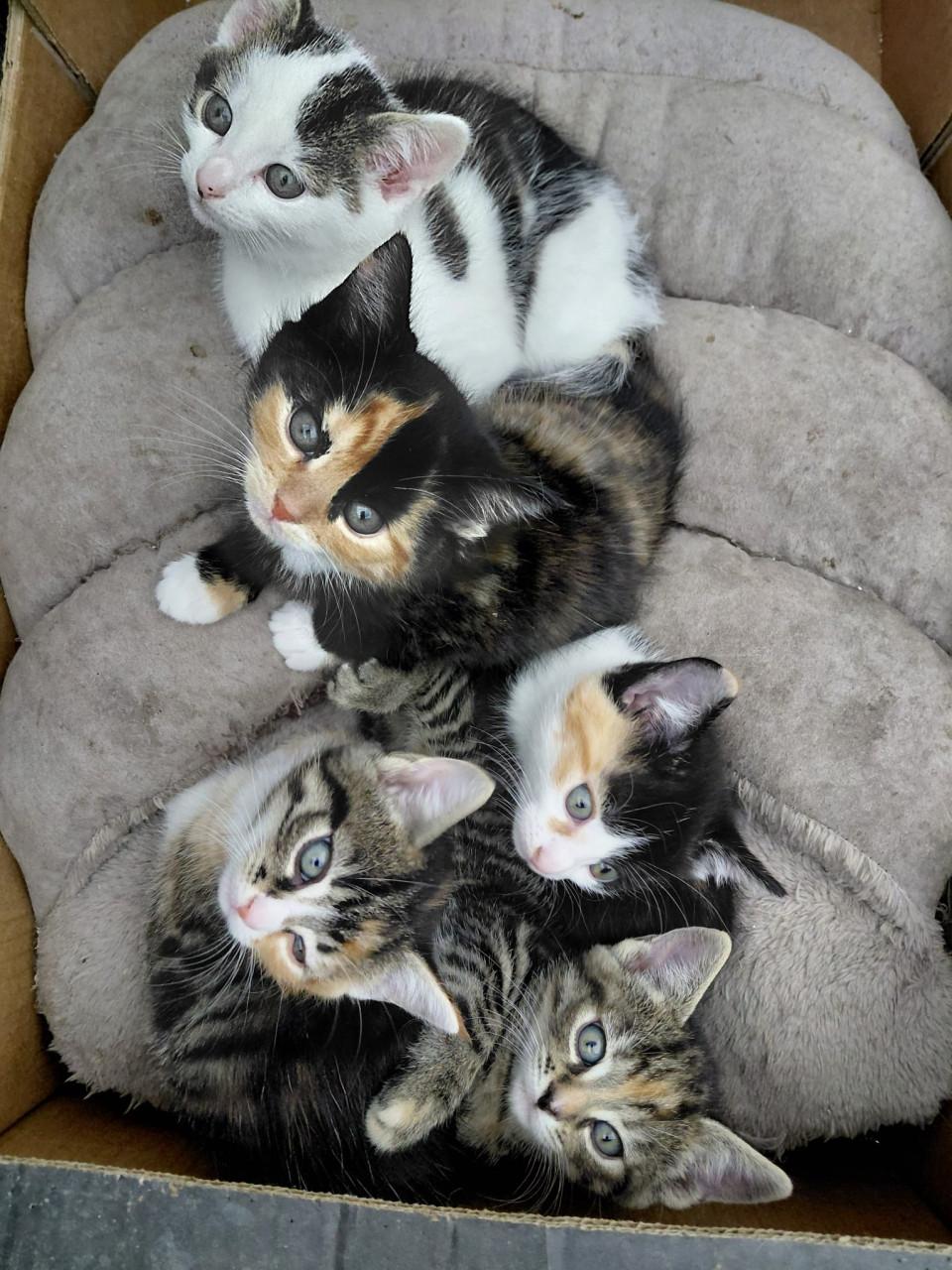 5 kittens 6 weken oud