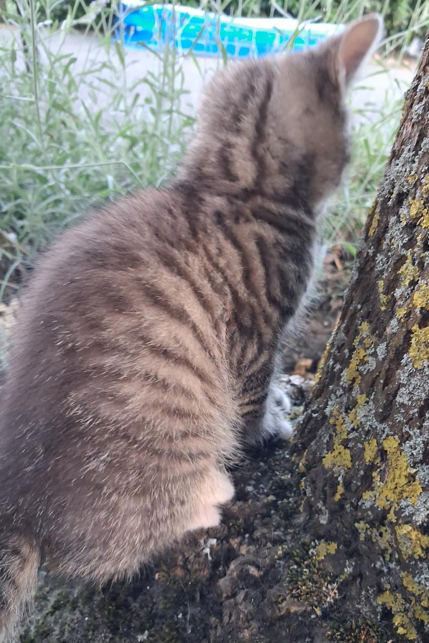 Leuke kitten! (katertje)