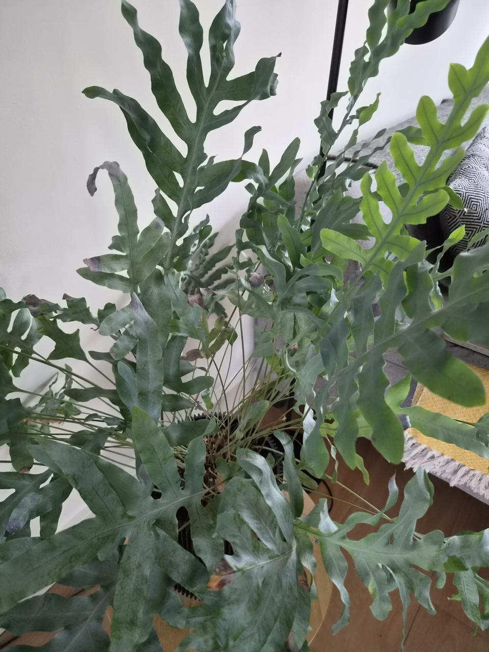Kamerplant Blauwvaren