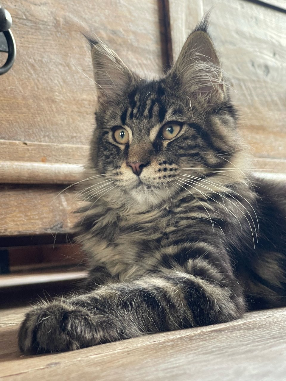 Maine Coon kitten