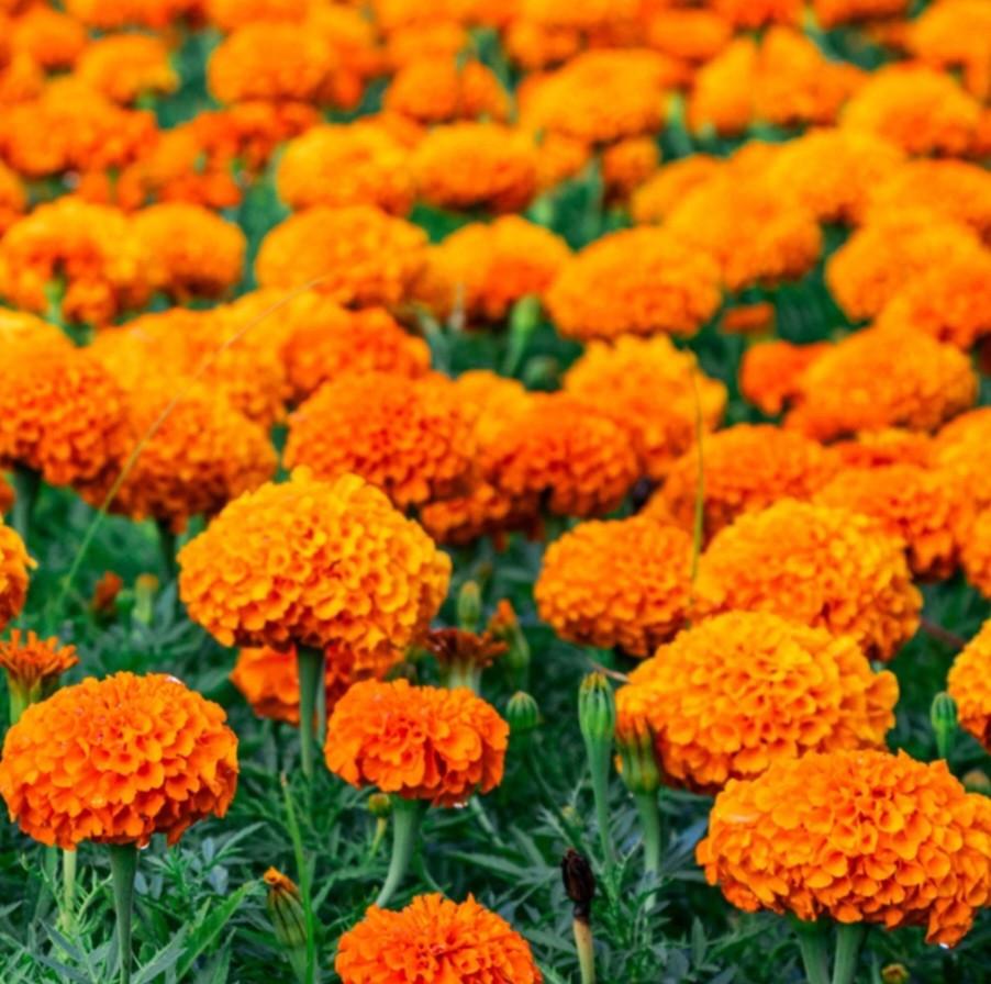 🌸🌺🌼Biologisch Gekweekte BloemZaden🌼🌺🌸