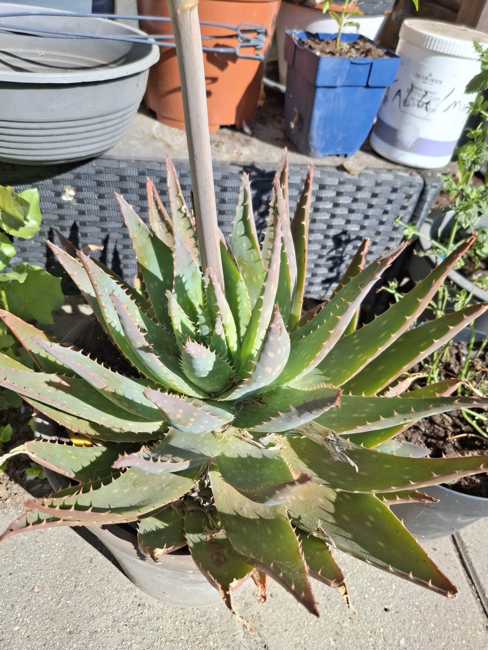 Agave