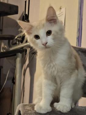 Maine coon kittens met stamboom NOG 1