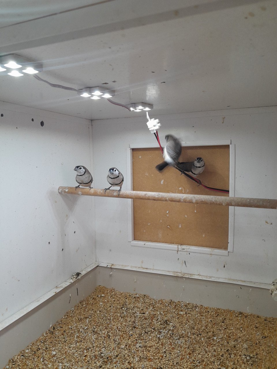 4 prachtige bichenowsastrildes te koop