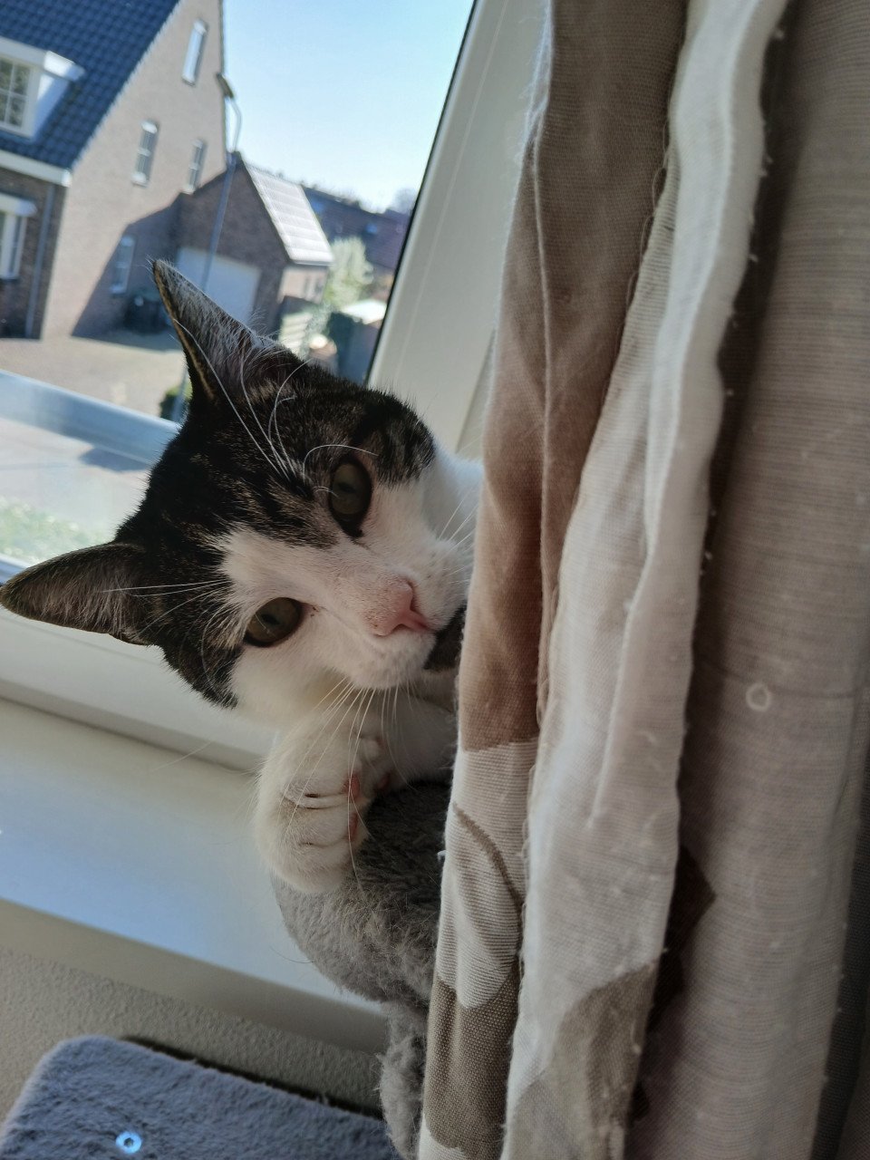 2 katten gecastreerd , gechipped , gevaccineerd , ontwormd