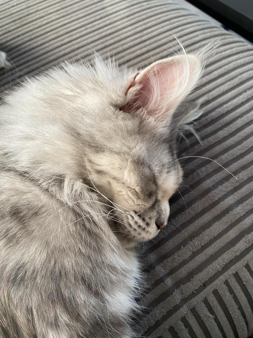 Maine coon “Zena” 1jaar 9mnd