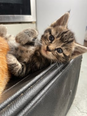 Kittens te koop