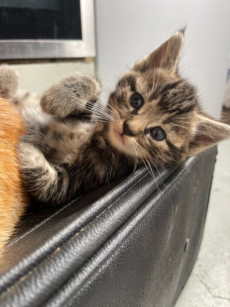 Kittens te koop