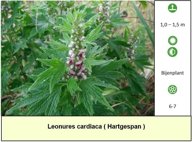 Het plantenkraampje staat er weer: mooie planten voor slechts €1,25 p/st.